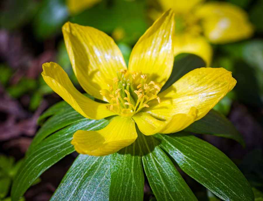 Winter Aconite