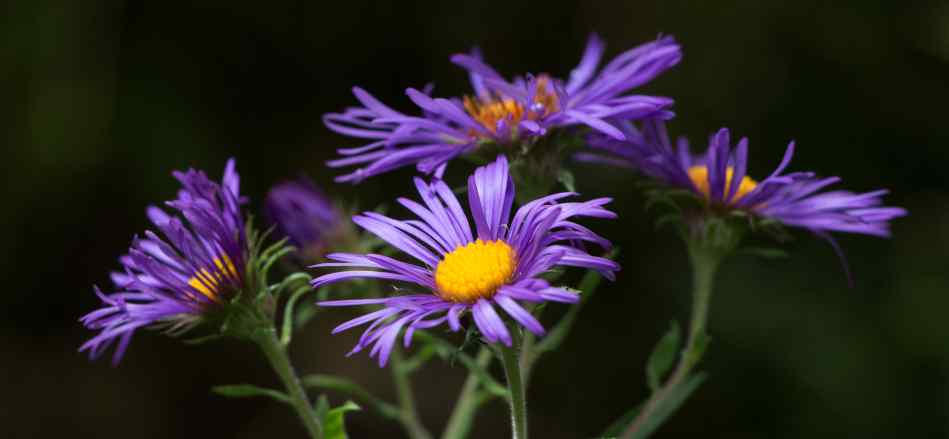 aster fall blooming