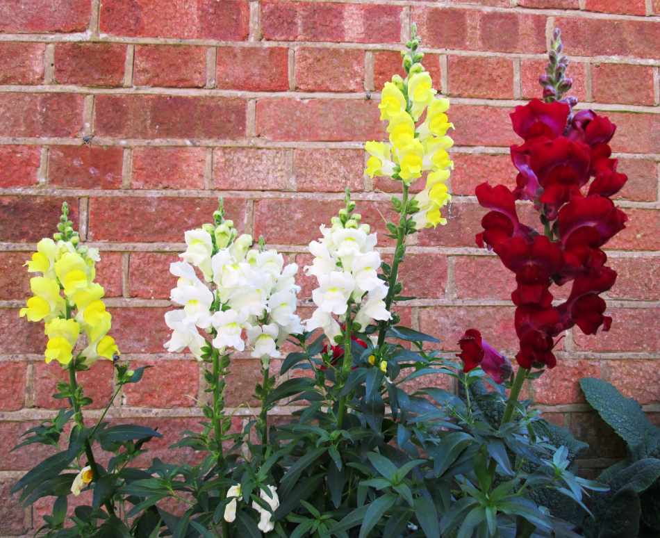 Antirrhinum plant care