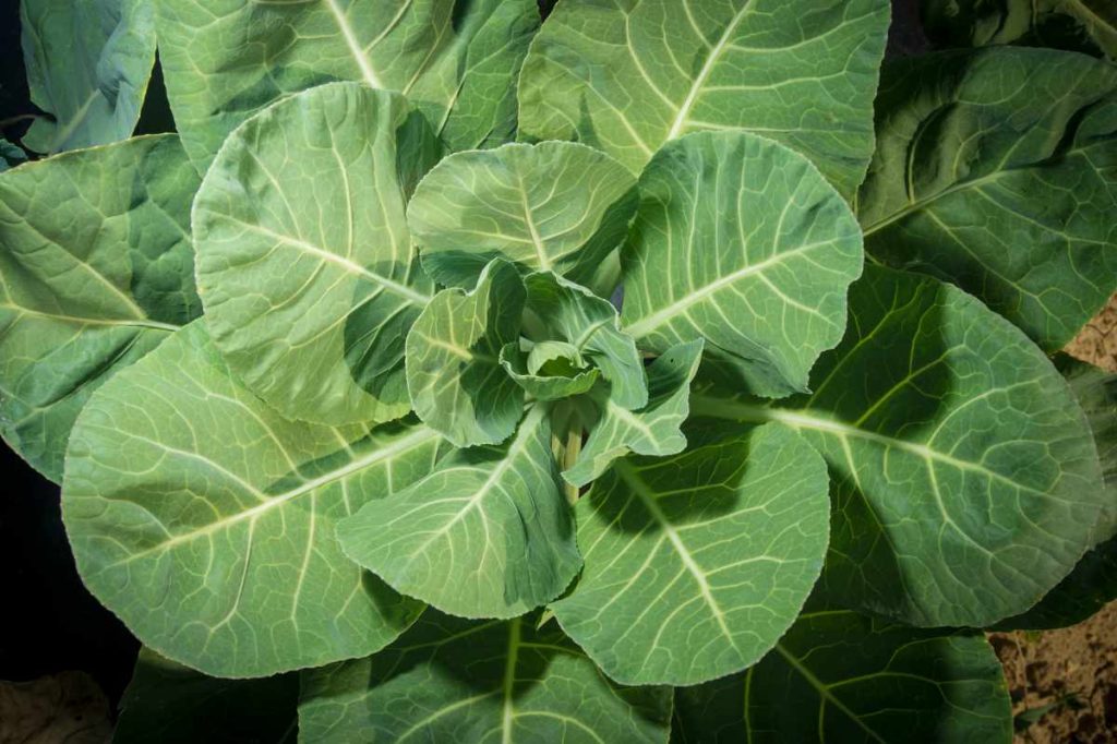 Collard plant