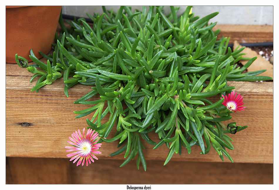 Delosperma 