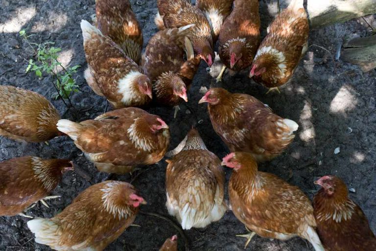 chicken feed in winter