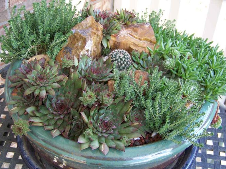 col hardy succulents