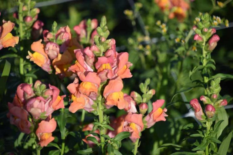 growing snapdragons