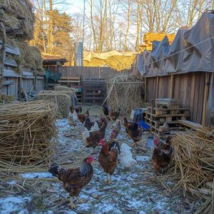 How to Keep My Chickens Warm in the Winter? - Homestead Gardener