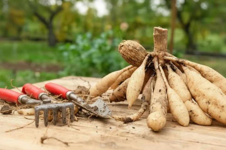 how to winterize dahlias