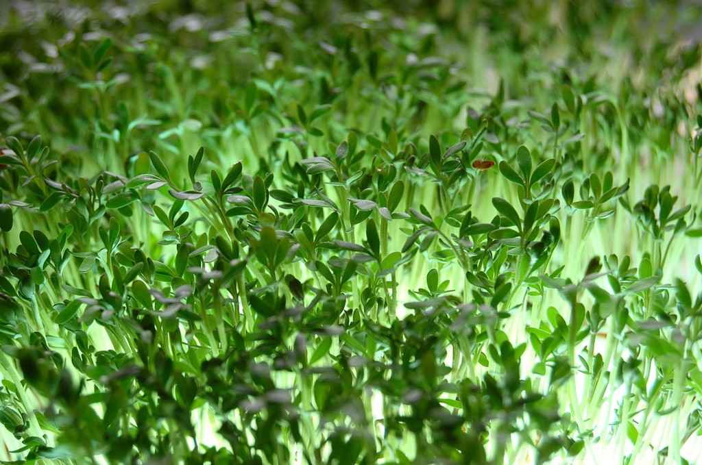 Garden cress