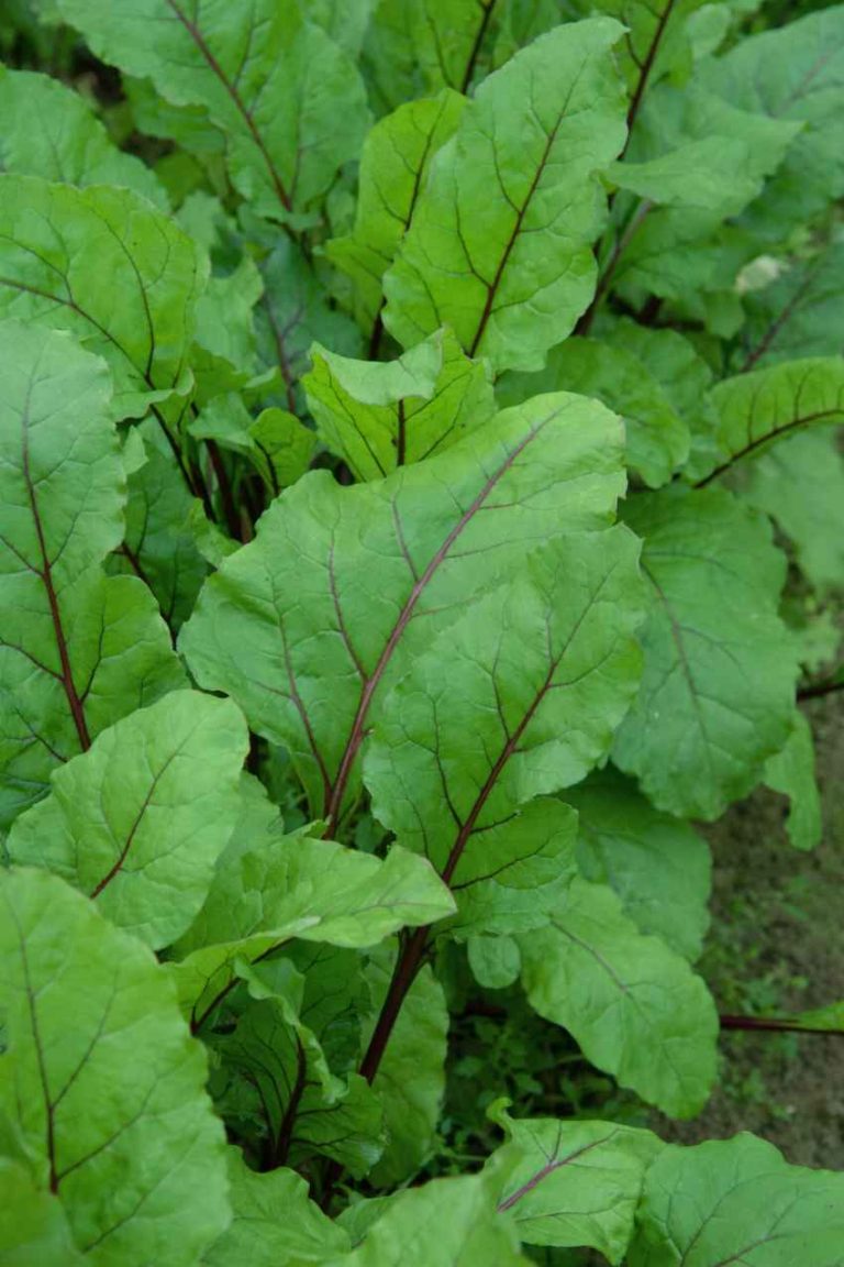 Beet Greens