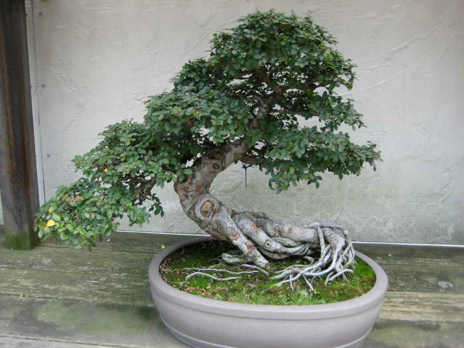 Bonsai Tree
