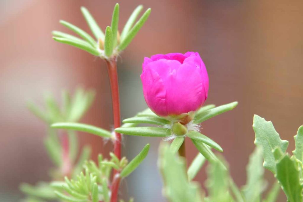 Moss-rose