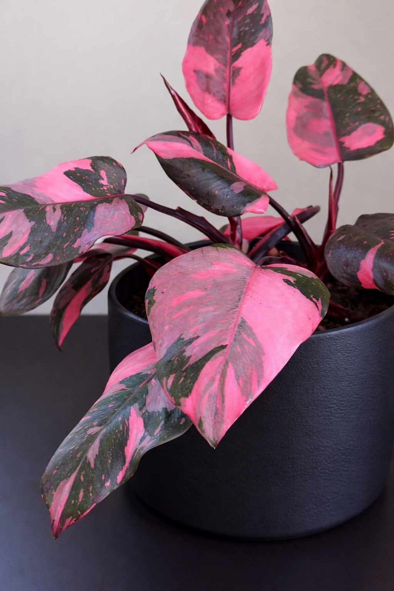 Pink Princess Philodendron
