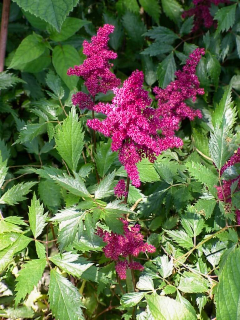 Astilbe