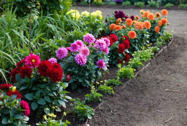 dahlias garden ideas