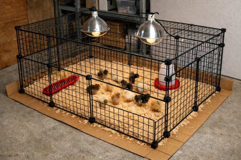 14 DIY Brooder Box Ideas to Raise Chicks - Homestead Gardener