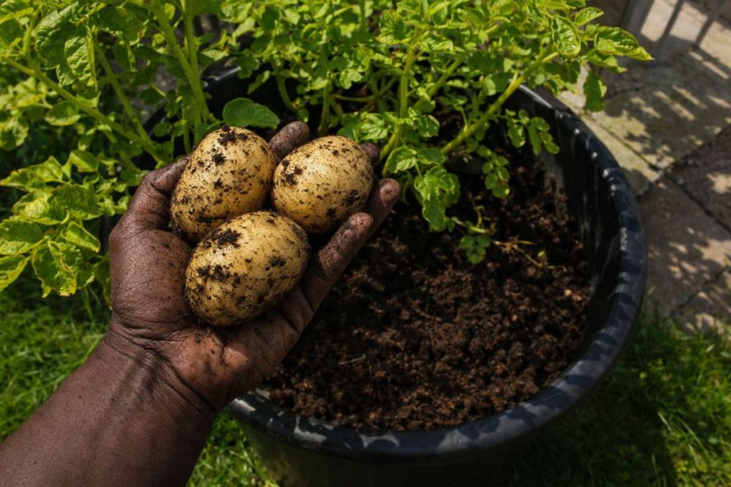 potato growing in containers