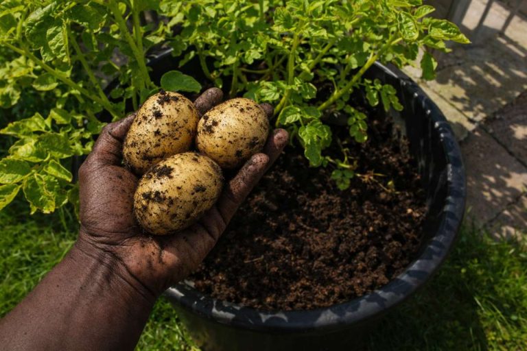 potato growing in containers