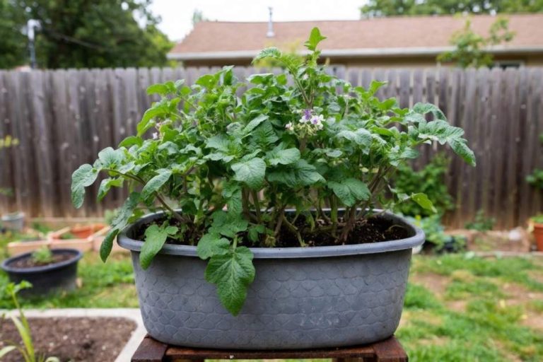 Container Potatoes Fall Back How to Grow Potatoes in Containers? - Homestead Gardener