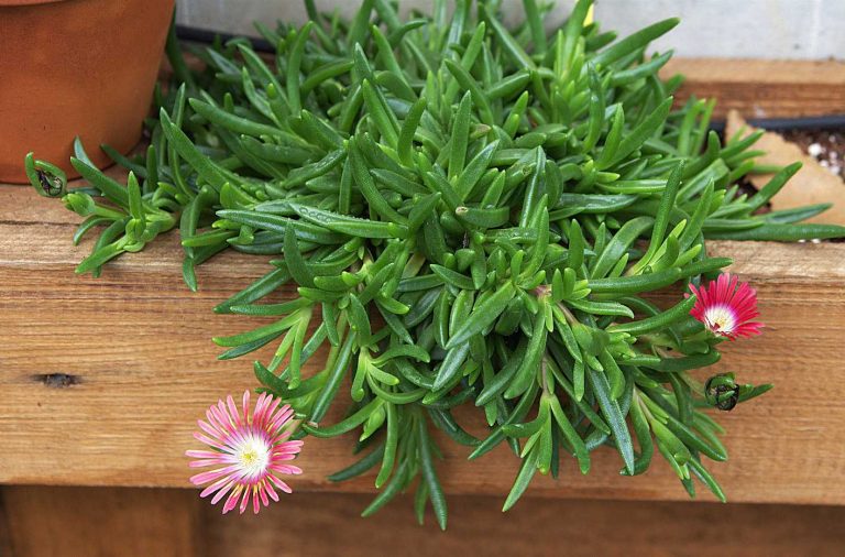 propagating-delosperma