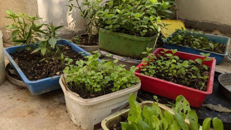 reused kitchen trays