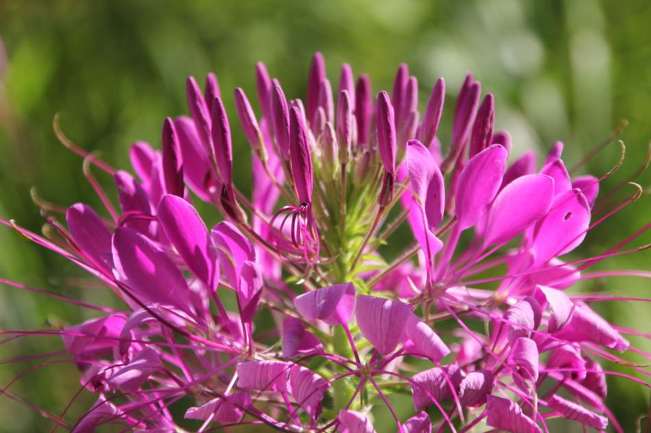 Cleome