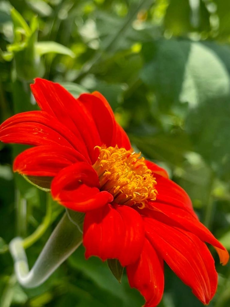 Tithonia