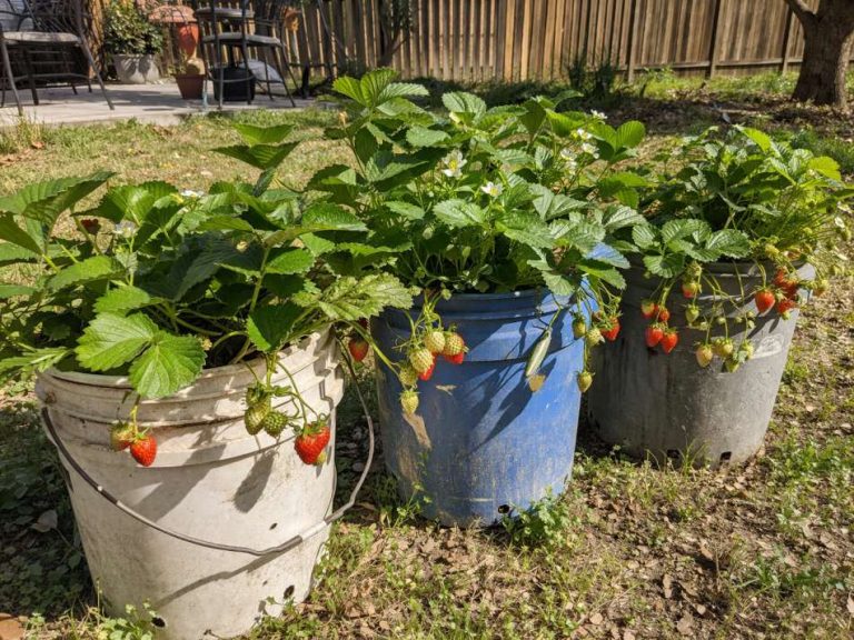 growing strawberry in 5-gallon plastic buckets