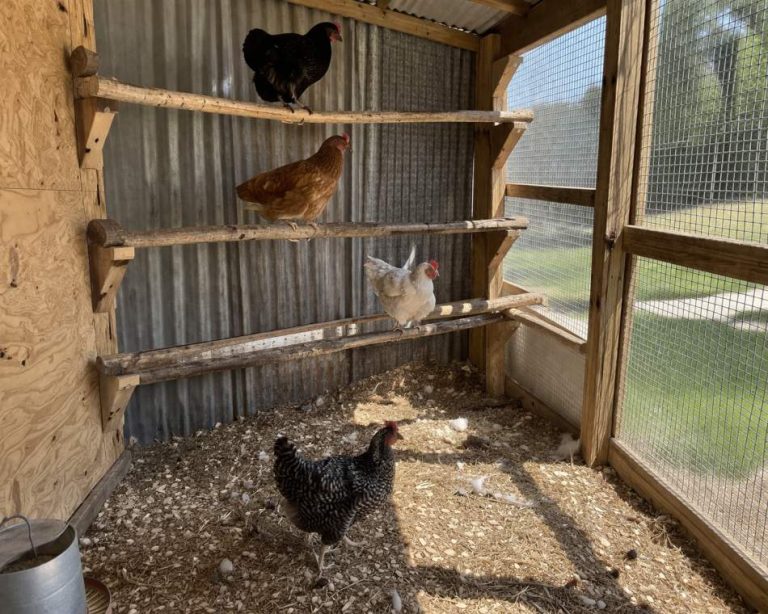 Roosting Rails 14 DIY Roosting Bars for Chickens - Setup Guide - Homestead Gardener