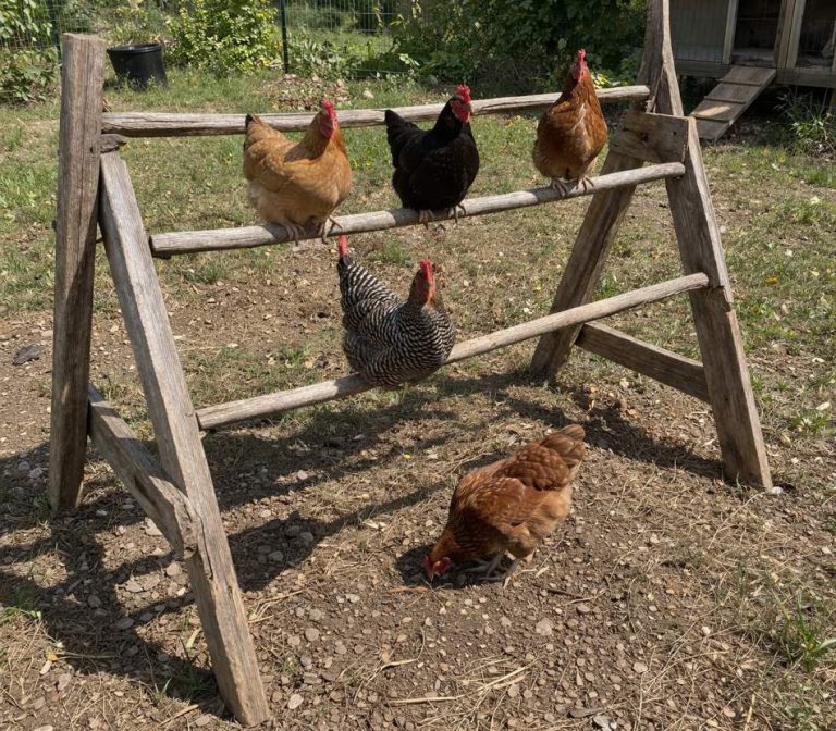 Roosting Rails 14 DIY Roosting Bars for Chickens - Setup Guide - Homestead Gardener