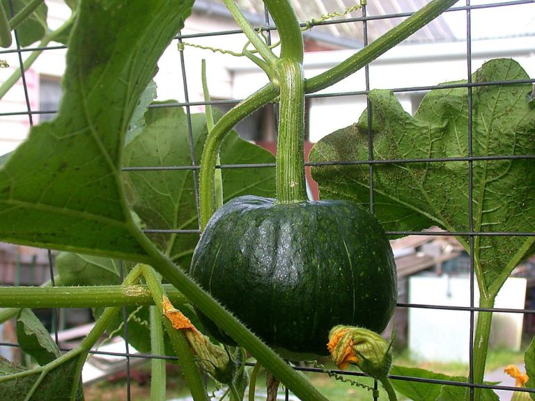 pumpkin trellis ideas