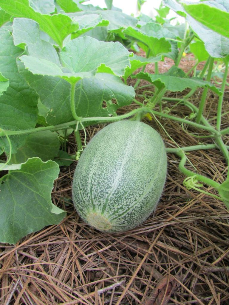 Cantaloupe 