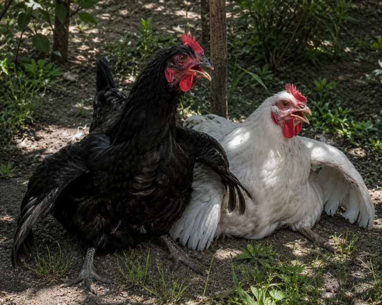 make chickens cool in summer