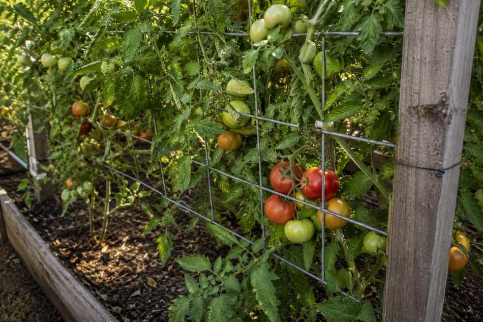 fence panel trellis