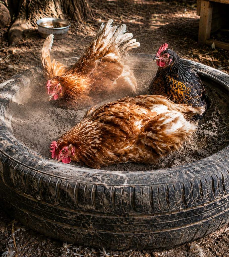 old-tire-chicken-dust-bath