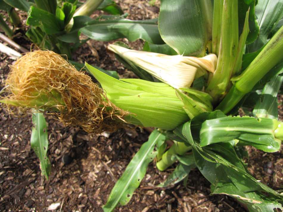 sweet corn