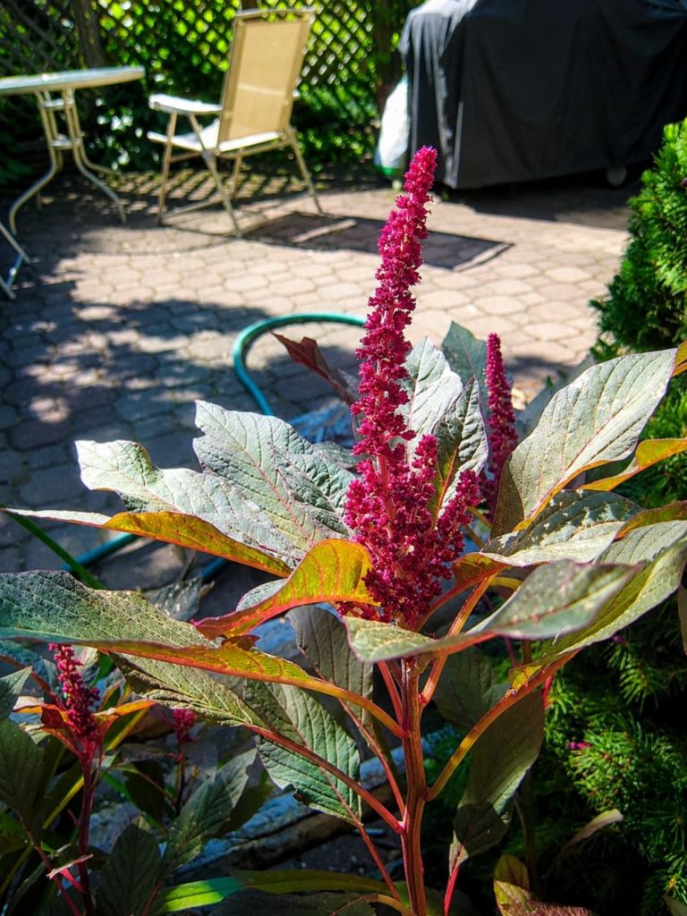 Amaranth